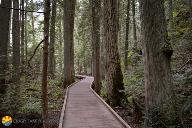 The boardwalk path cutting through the gigantic cedars