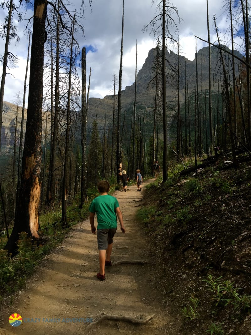 The trail to Virginia Falls in Glacier National Park
