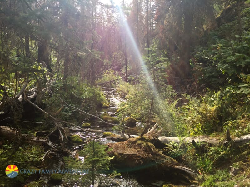 A view of the forest on the way to Virginia Falls in Glacier National Park