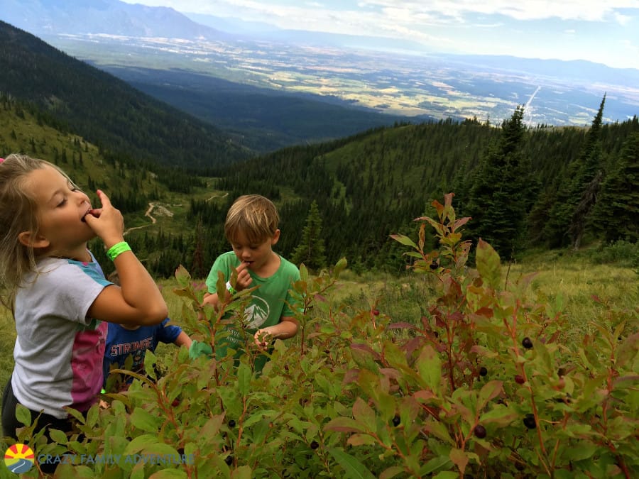 Huckleberry picking at the summit of Whitefish Mountain