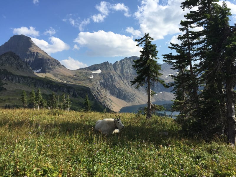 A mountain goat relaxing in the shade near Hidden Lake Overlook in Glacier National Park