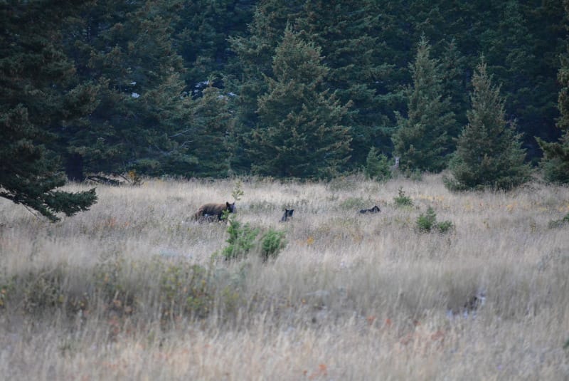 Family of black bears running through a prairie in Glacier National Park