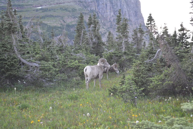 Big Horned Sheep grazing behind Logans Pass Visitor Center along the Going To The Sun Road