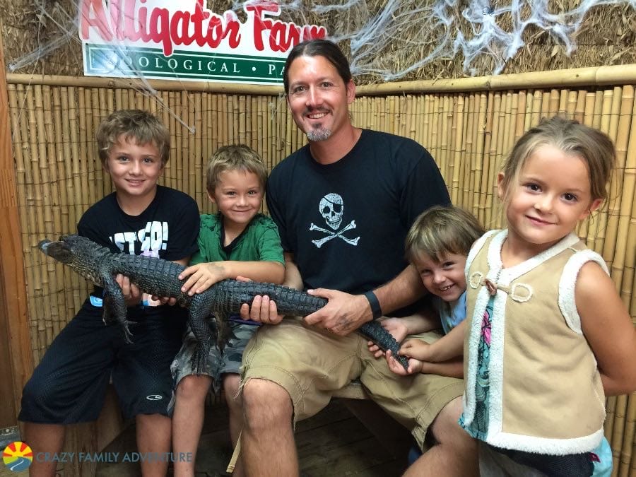 Hold a baby gator in St. Augustine 