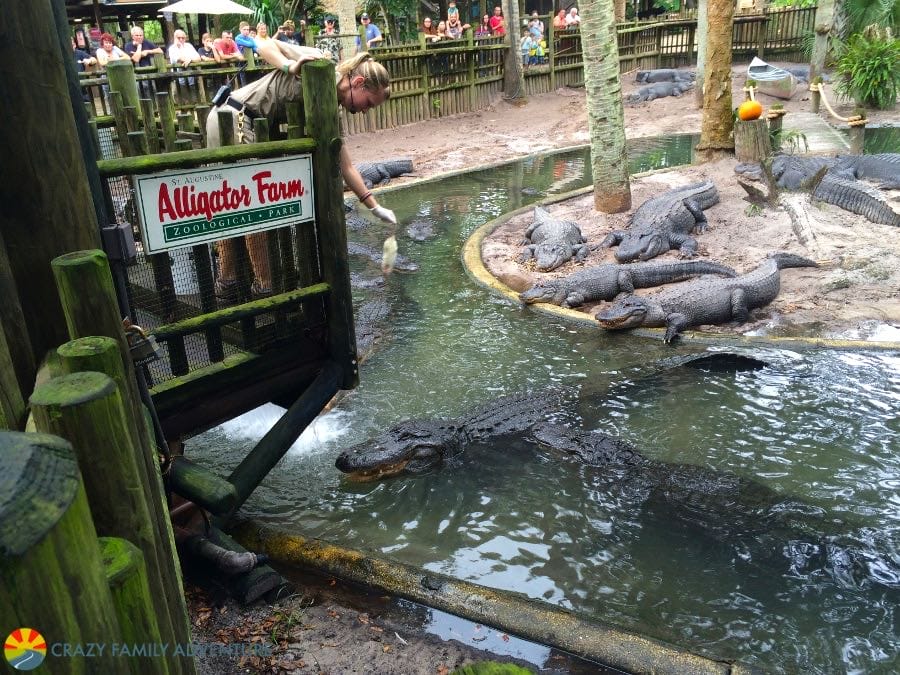 Feed the gators in St. Augustine 