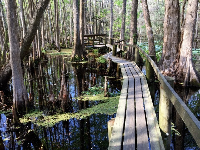 Highlands Hammock State Park is a great place to visit on The Ultimate Florida Road Trip