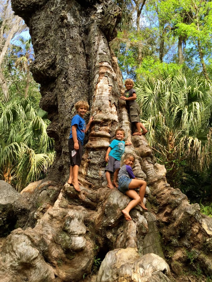 Climbing old growth trees in the Highlands Hammock State Park on The Ultimate Florida Road Trip