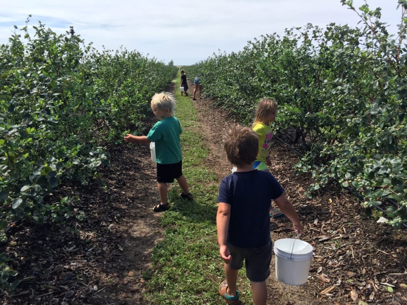 Blueberry picking in Orlando