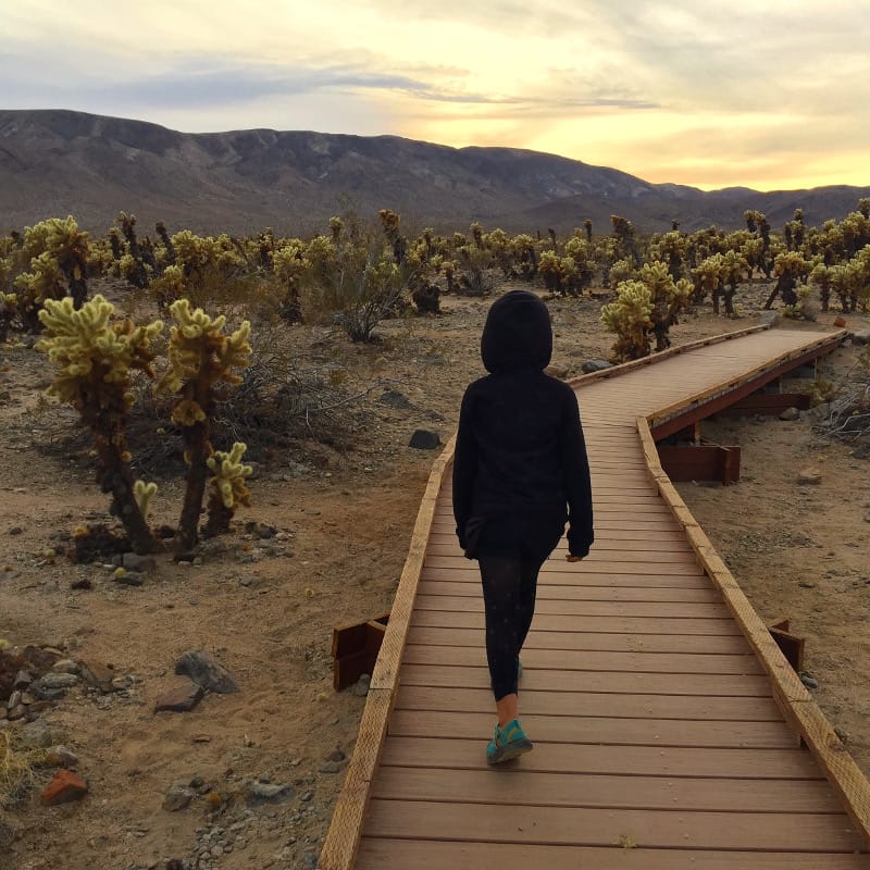 Checking out the Cholla cactuses in Joshua Tree National Park