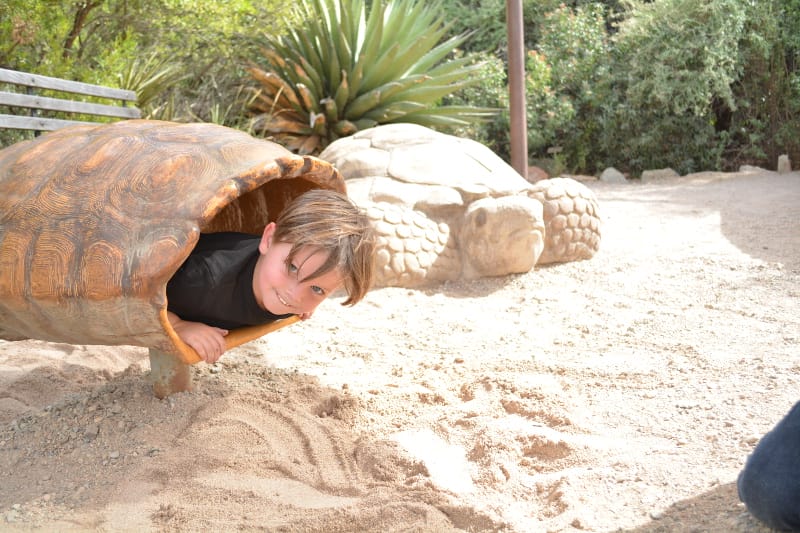 Arizona-Sonora Desert Museum should be on your list of things to do in Tucson with kids this year