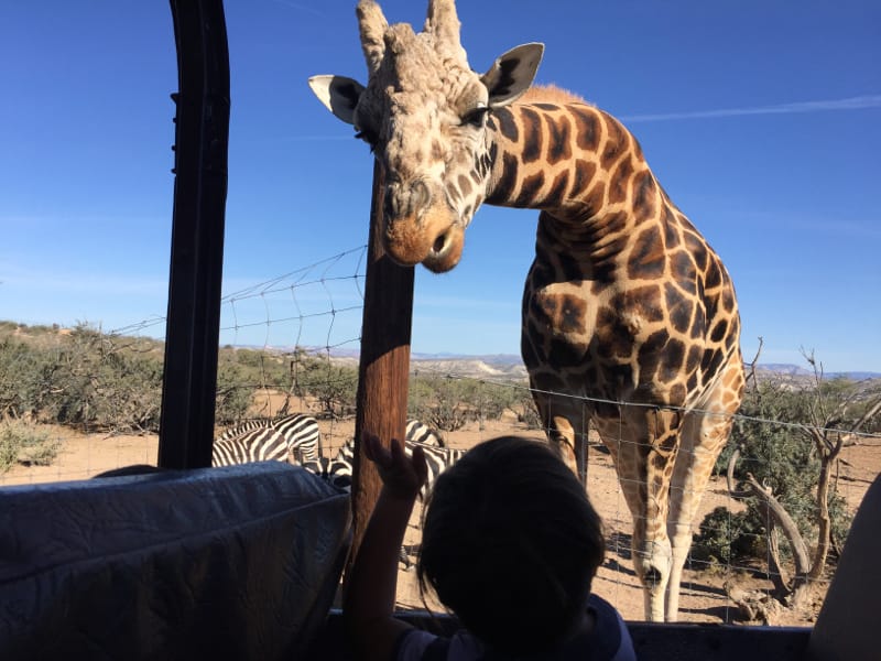 Feeding a giraffe at Out of Africa in Cottonwood, AZ
