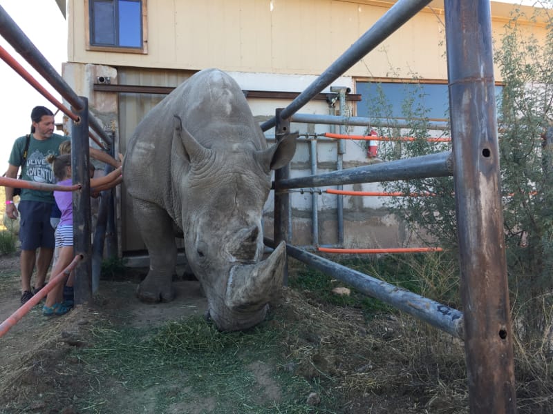 Petting a rhino at Out Of Africa