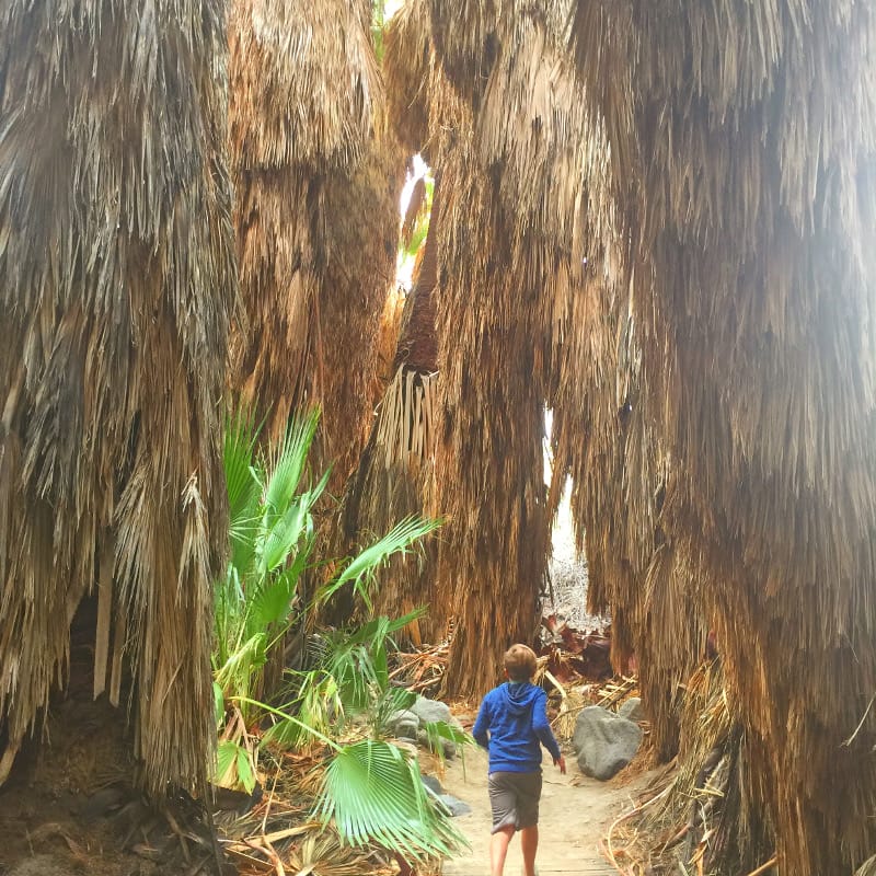 Exploring the desert oasis in Palm Springs, CA