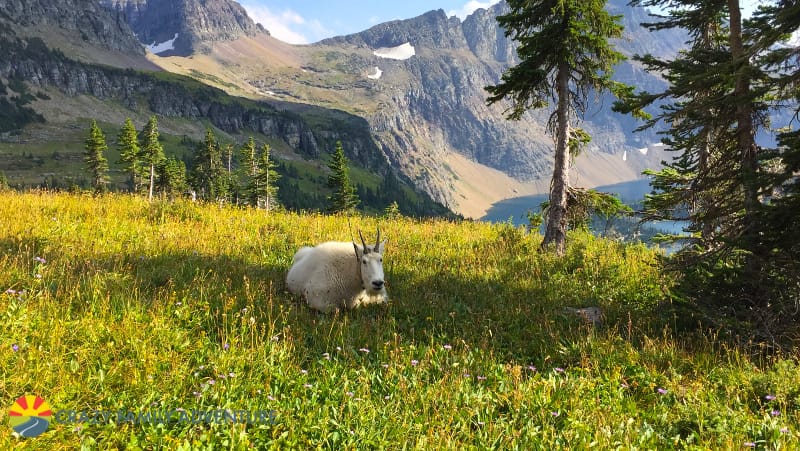 Mountain Goats