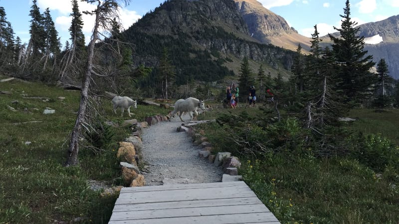 Mountain Sheep