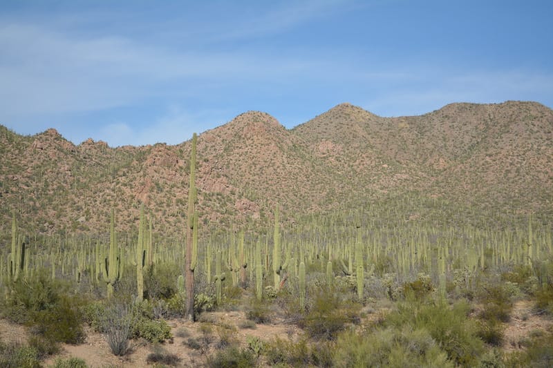 For things to do in Tucson with kids check out Saguaro National Park