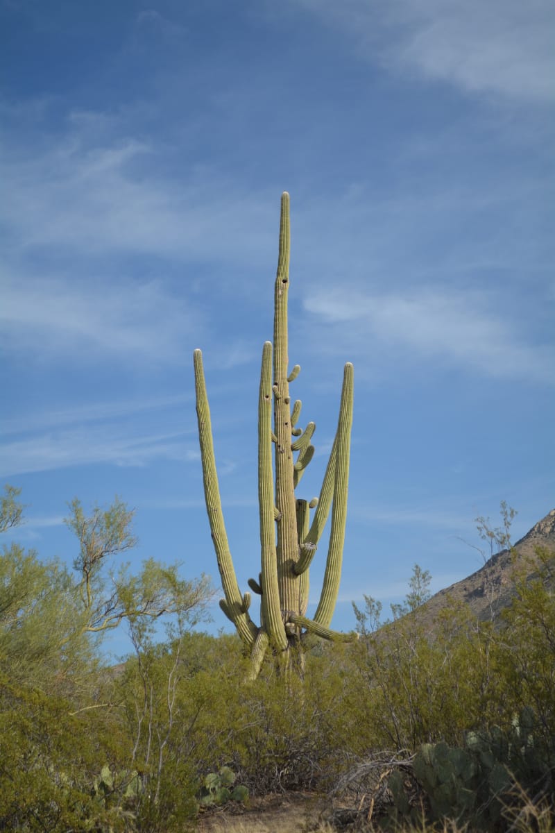 For things to do in Tucson with kids check out the huge cactus at Saguaro National Park