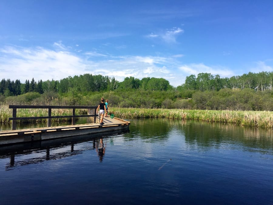 Walking along the Ominik Marsh boardwalk trail in Riding Mountain National Park