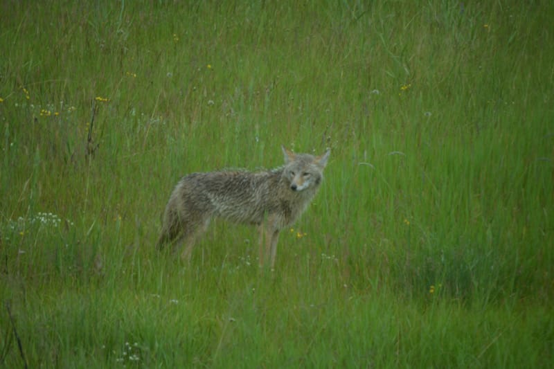 We saw a coyote on our Wildlife Tour in Jasper National Park