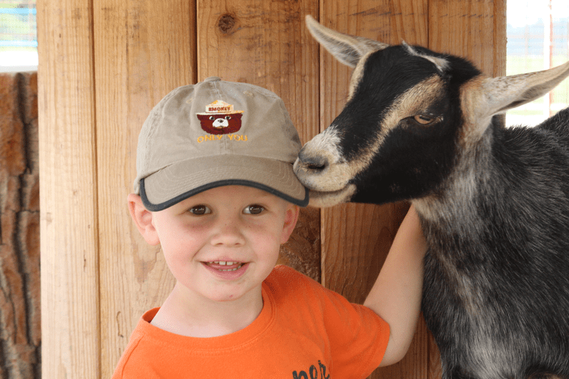 Kid getting kissed by a goat at Green Meadows Farm