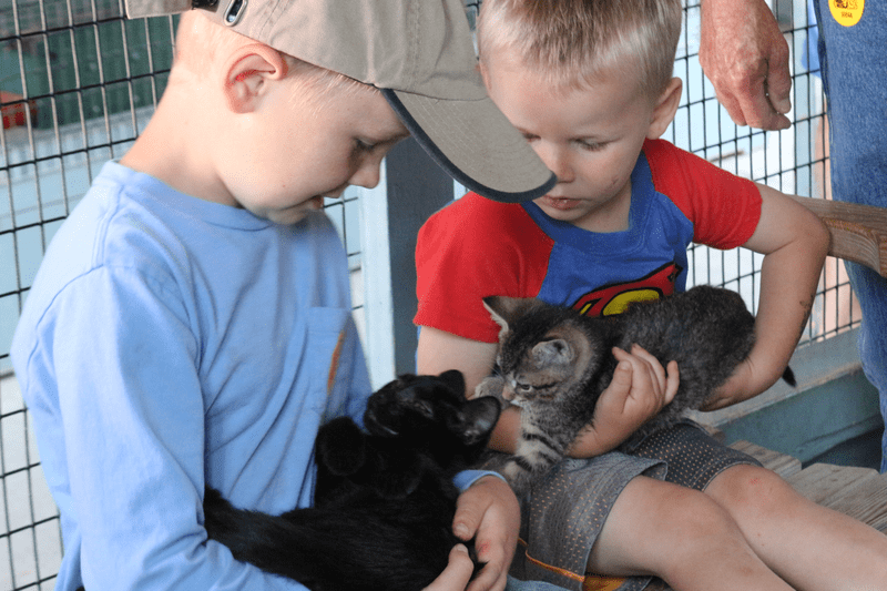 Kitten Barn at Green Meadows Farm