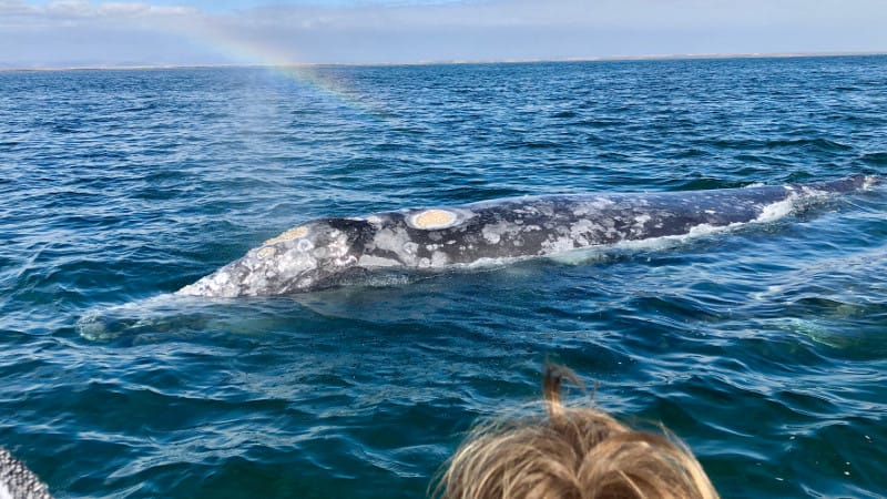 Whale watching in Baja