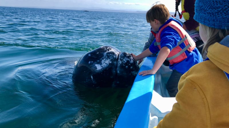 Whale Petting in Baja