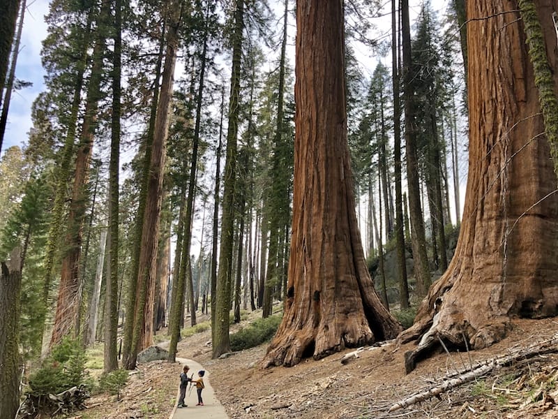 Crescent Meadow Trail THINGS TO DO IN SEQUOIA NATIONAL PARK