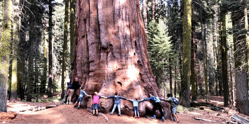 Hugging a tree in Sequoia National park