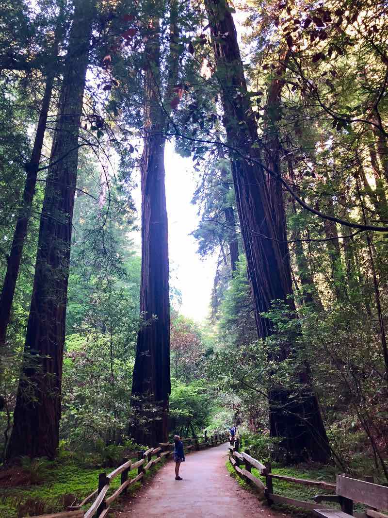 Muir Woods - our favorite thing to do in San Francisco 