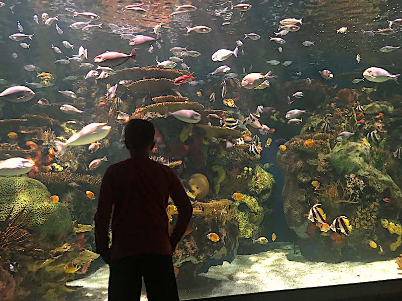 Ripley's Aquarium