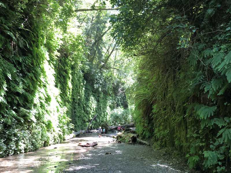 Redwoods a favorite in northern california