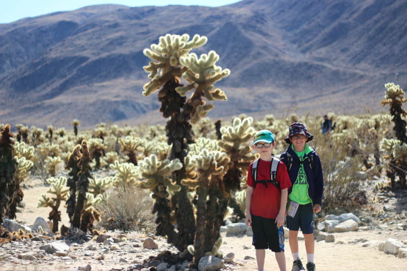 Cactus Garden in Joshua Tree