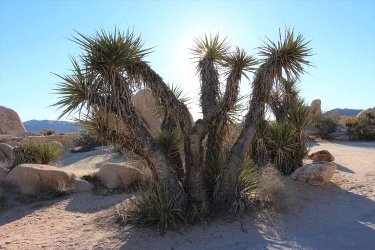 10 Best Things To Do In Joshua Tree National Park