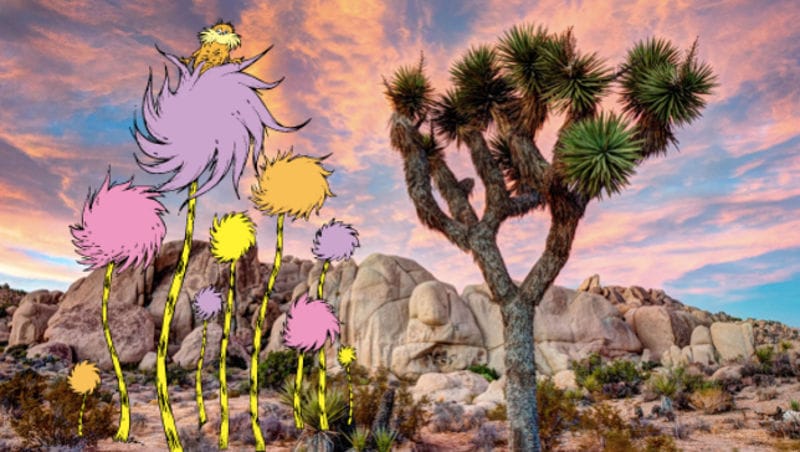 Joshua Tree pictures