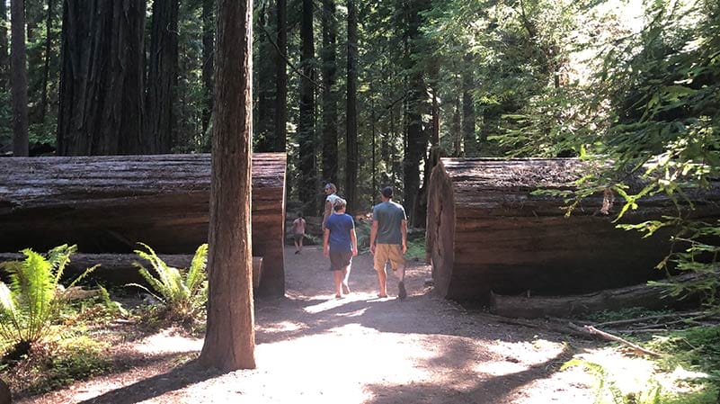 Hiking in the Redwoods