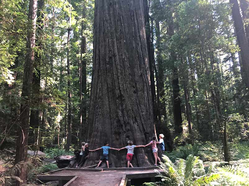 Hugging a tree in the Red woods!