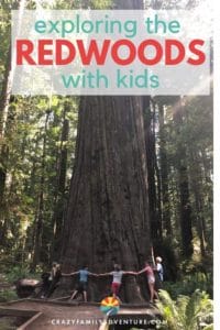 Redwood National Park is huge and encompasses several smaller parks. We will help you navigate to the best places to see and enjoy the majestic Redwoods!