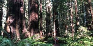 23 Magical Things To Do In Redwood National Park