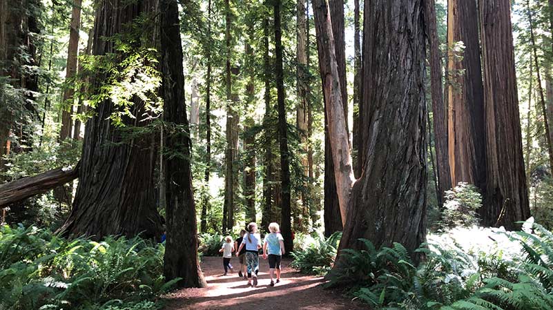 Redwoods National Park