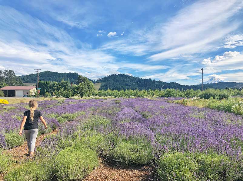 Hood River Lavender 