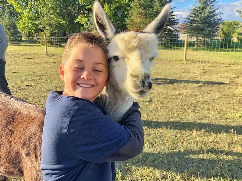 Alpacas i Bozeman