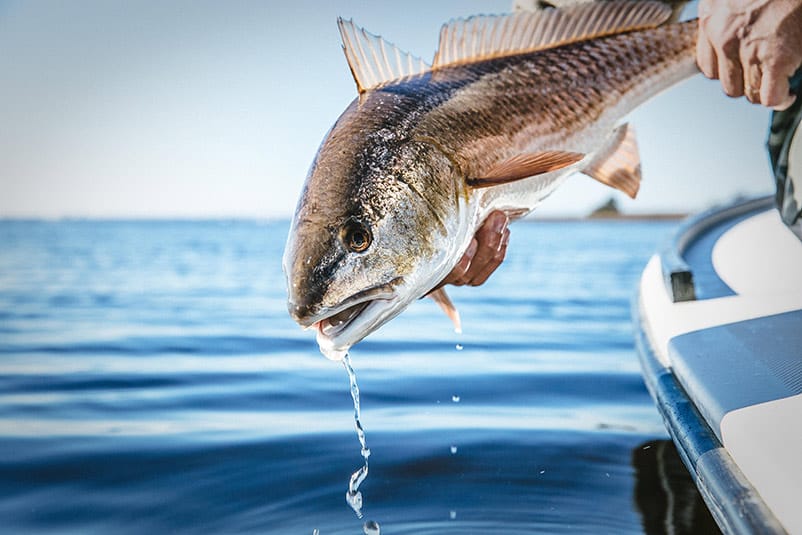 Destin Fishing Charters Catching A Fish
