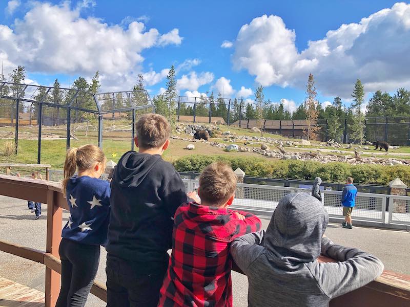 Grizzly and Wold Discovery Center in West Yellowstone