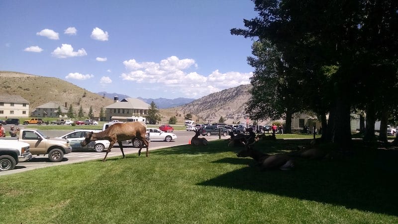 Mammoth Hot Springs