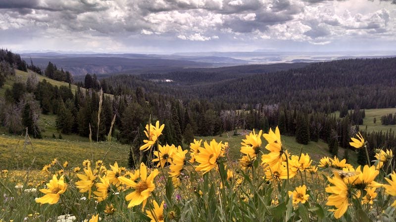 Mount Washburn Hike in Yellowstone