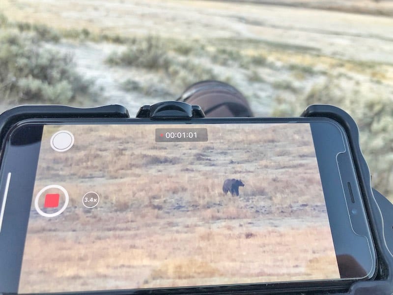 Wildlife Viewing in Yellowstone