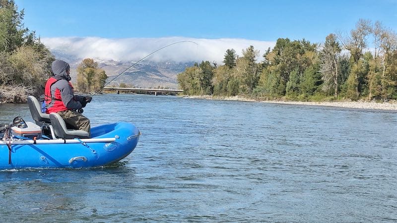 Fish on the Yellowstone River in Livingston