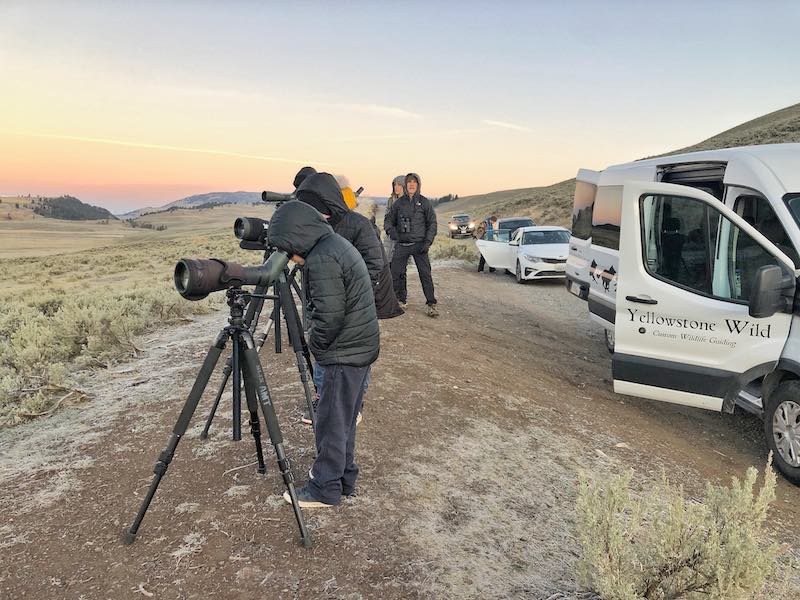 Yellowstone Wild Tours