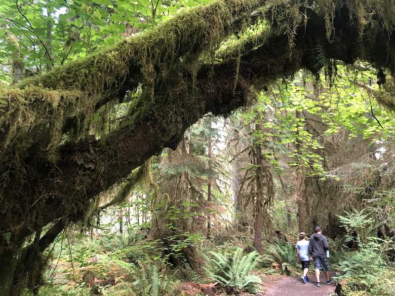 Hoh rainforest